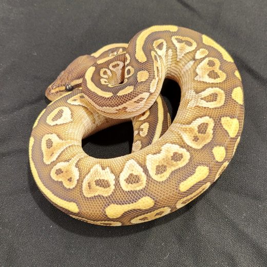 Кралски Питон – Mojave – Женски