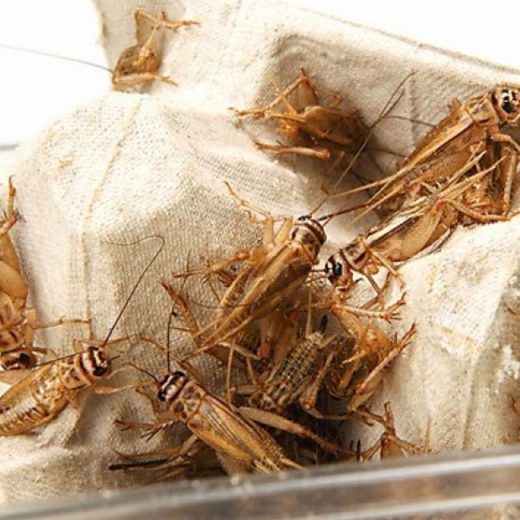 Щурци (Acheta domestica)
