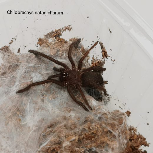 Chilobrachys natanicharum – Electric Blue