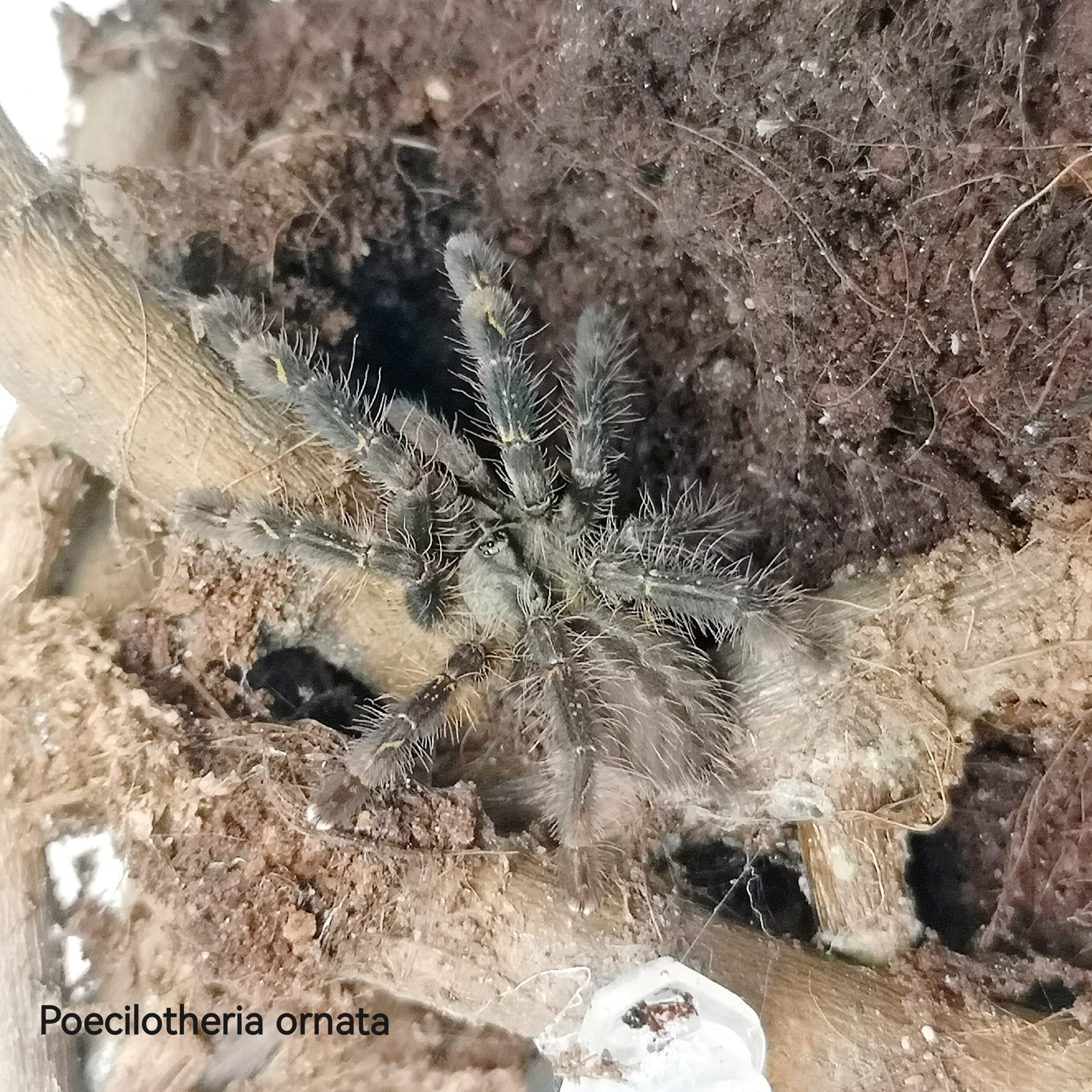 Poecilotheria ornata – Fringed Ornamental