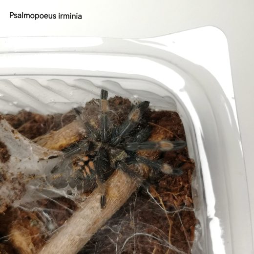 Psalmopoeus irminia – Venezuelan Sun Tiger