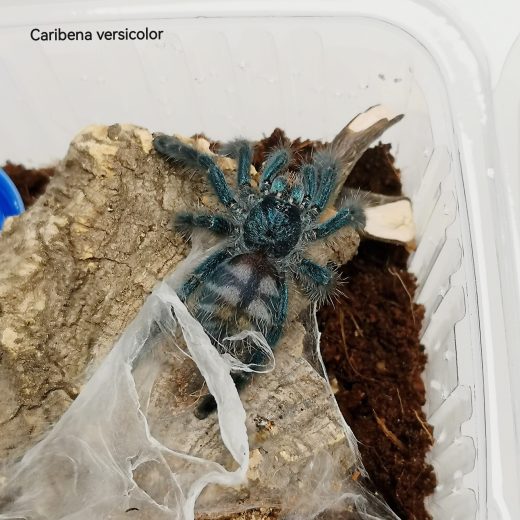 Caribena versicolor – Martinique Pink Toe