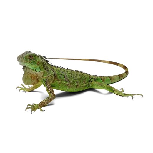 Зелена Игуана – Iguana iguana