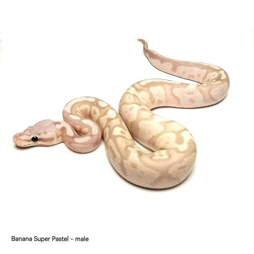 Кралски Питон – Banana Super Pastel – Мъжки