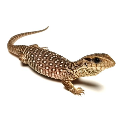 Саванен Варан – Varanus exanthematicus