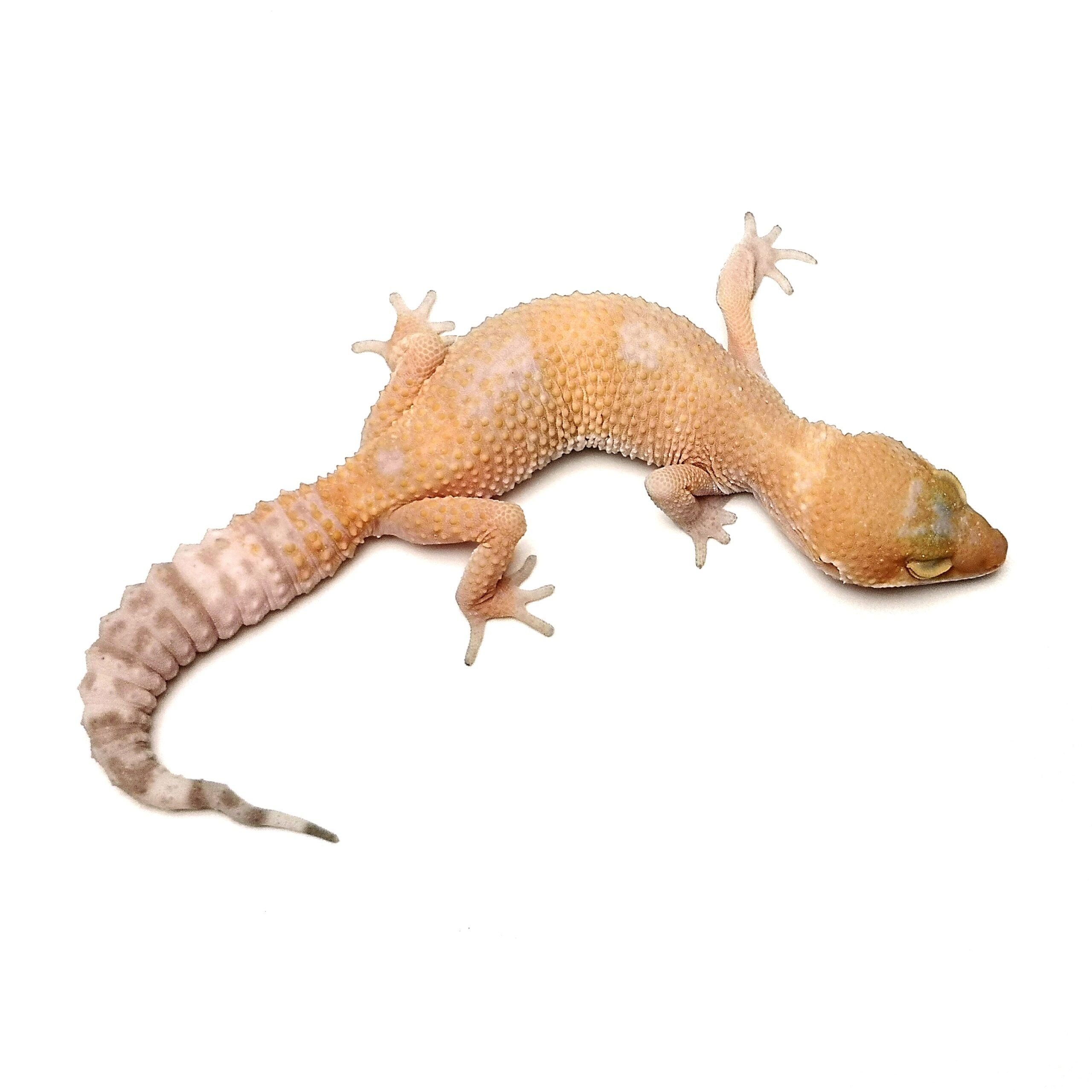 Леопардов Гекон – Albino - Image 2