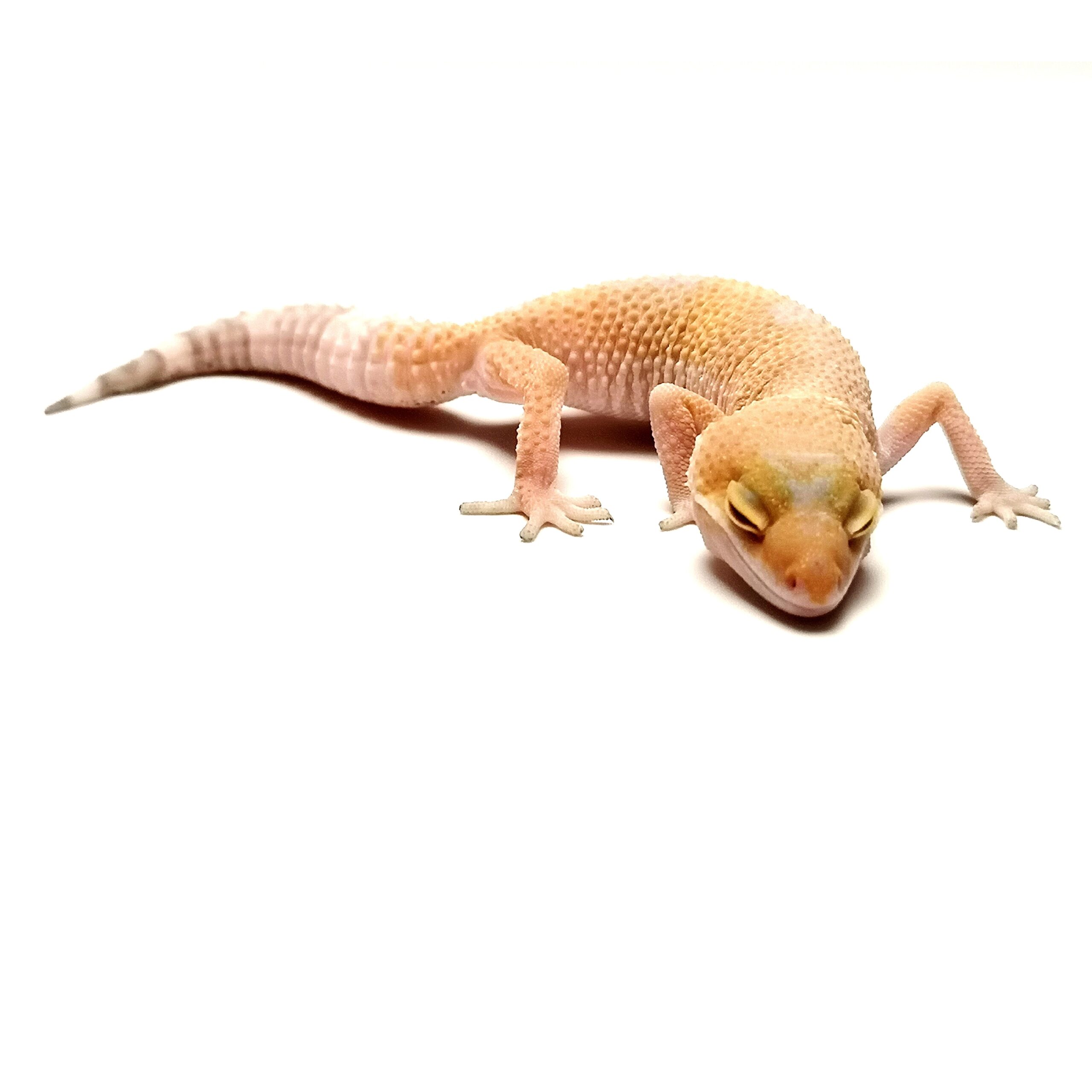 Леопардов Гекон – Albino - Image 4