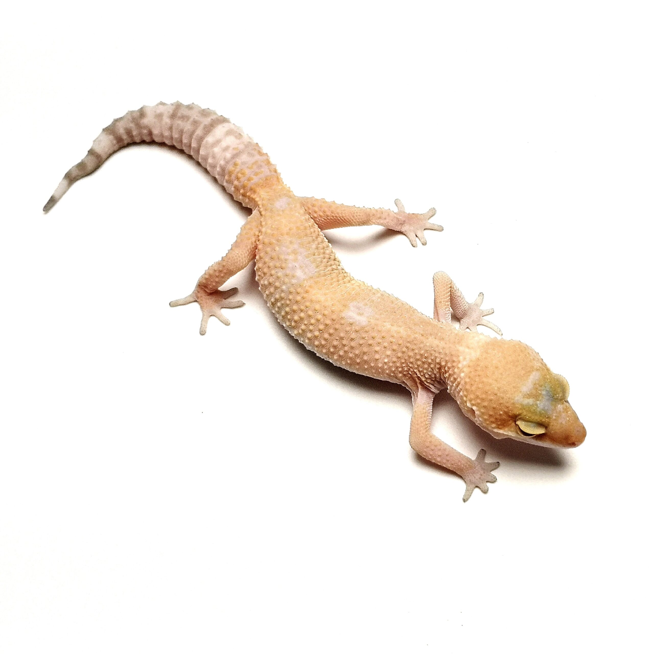 Леопардов Гекон – Albino - Image 3