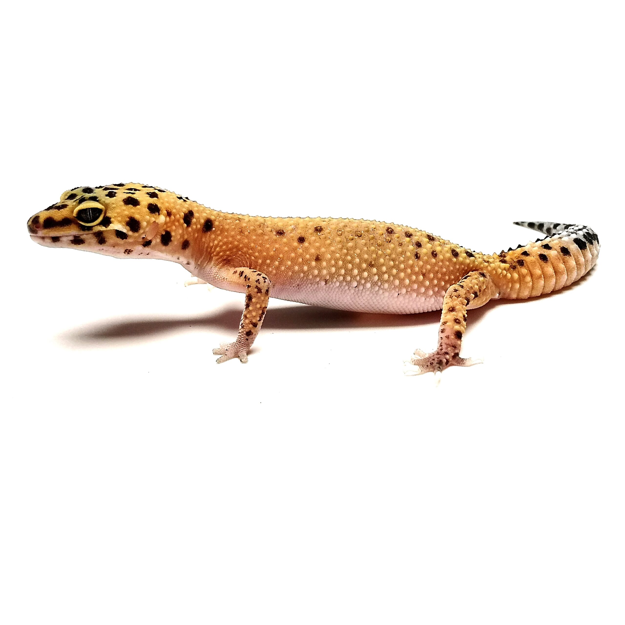 Леопардов Гекон – Hypo - Image 4
