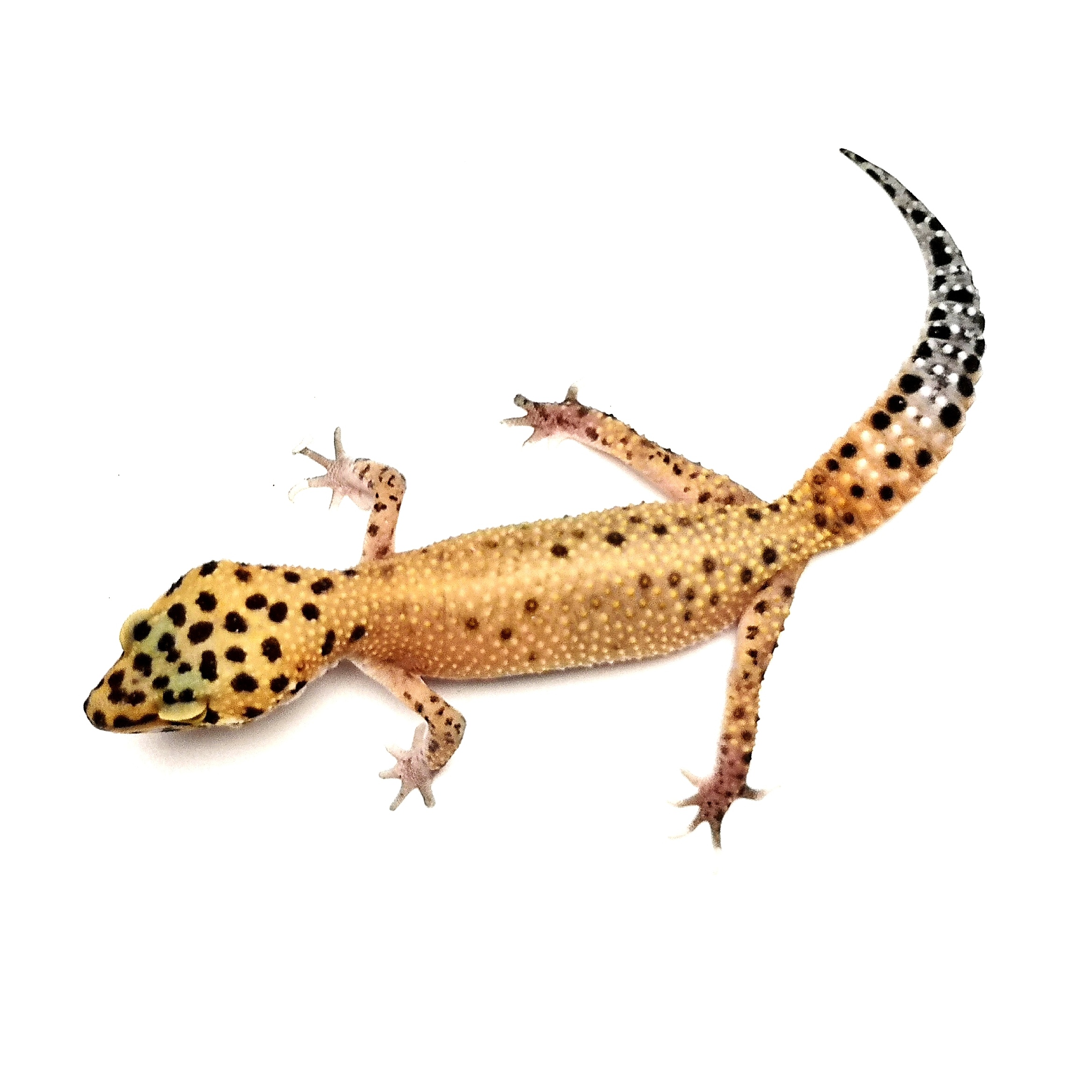 Леопардов Гекон – Hypo - Image 2